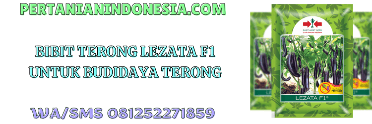 bibit,terong,terong ungu,lezata f1,pertanian indonesia